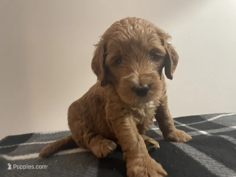 Daisy – Goldendoodle puppy for sale in Davidsonville, MD