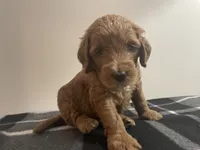 Daisy, a female Goldendoodle for sale in Davidsonville, MD – 1 of 1