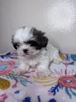 Sally, a female Shih Tzu for sale in Downey, CA – 2 of 9