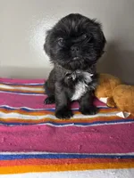 Bella, a female Shih Tzu for sale in Downey, CA – 4 of 10