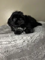 Bruno, a male Shih Tzu for sale in Downey, CA – 3 of 10