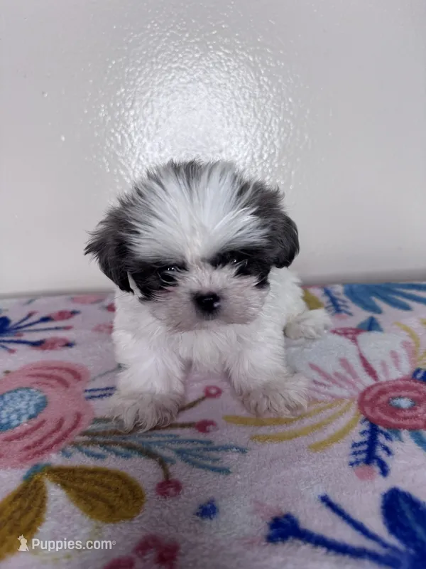 Sally – Shih Tzu puppy for sale in Downey, CA