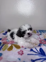Sally, a female Shih Tzu for sale in Downey, CA – 7 of 9