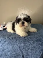 Casper, a male Shih Tzu for sale in Downey, CA – 7 of 10