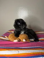 Bella, a female Shih Tzu for sale in Downey, CA – 2 of 10