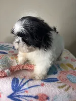 Poppy, a female Shih Tzu for sale in Downey, CA – 10 of 10