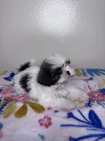 Sally, a female Shih Tzu for sale in Downey, CA – 4 of 9