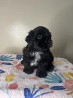 Tulip, a female Shih Tzu for sale in Downey, CA – 8 of 8