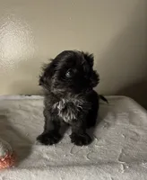 Milo, a male Shih Tzu for sale in Downey, CA – 3 of 6