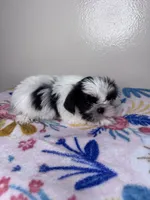 Belle, a female Shih Tzu for sale in Downey, CA – 2 of 6