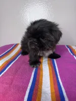 Lucy, a female Shih Tzu for sale in Downey, CA – 7 of 8