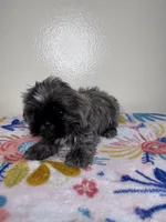 Hazel, a female Shih Tzu for sale in Downey, CA – 2 of 8