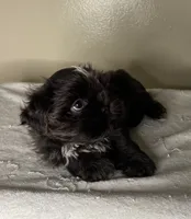 Milo, a male Shih Tzu for sale in Downey, CA – 5 of 6