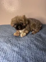 Teddy, a male Shih Tzu for sale in Downey, CA – 5 of 7
