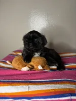 Bella, a female Shih Tzu for sale in Downey, CA – 9 of 10