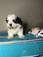 Pebble, a male Shih Tzu for sale in Downey, CA – 6 of 7