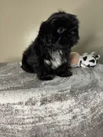 Bruno, a male Shih Tzu for sale in Downey, CA – 2 of 10