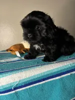 Pluto, a male Shih Tzu for sale in Downey, CA – 6 of 8