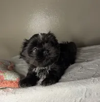 Milo, a male Shih Tzu for sale in Downey, CA – 2 of 6
