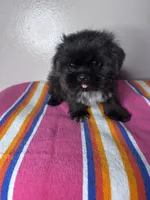 Lucy, a female Shih Tzu for sale in Downey, CA – 8 of 8