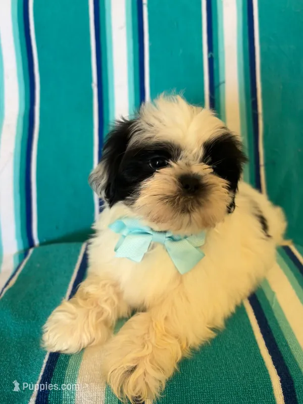 Pascal – Shih Tzu puppy for sale in Downey, CA