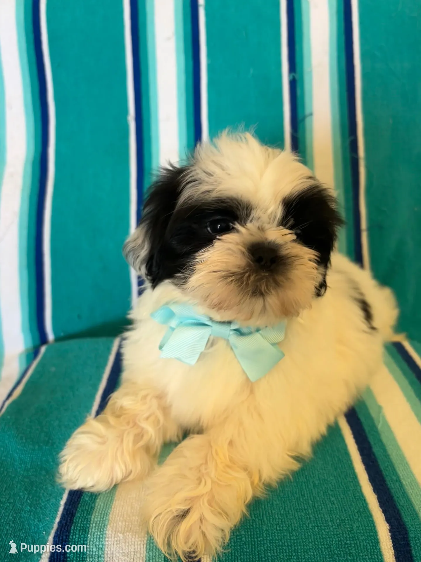 Pascal, a male Shih Tzu for sale in Downey, CA – Photo 1 of 7
