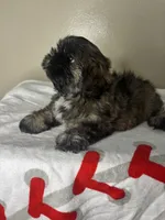 Rocky, a male Shih Tzu for sale in Downey, CA – 5 of 10