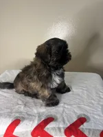 Rocky, a male Shih Tzu for sale in Downey, CA – 7 of 10