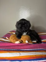 Bella, a female Shih Tzu for sale in Downey, CA – 3 of 10