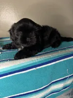 Pluto, a male Shih Tzu for sale in Downey, CA – 4 of 8