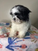 Poppy, a female Shih Tzu for sale in Downey, CA – 2 of 10