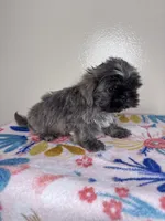 Hazel, a female Shih Tzu for sale in Downey, CA – 1 of 8