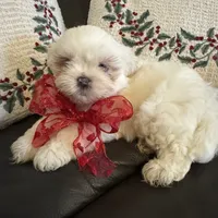 Snowbelle, a female Shih Tzu for sale in Downey, CA – Photo 6 of 7