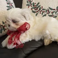 Snowbelle, a female Shih Tzu for sale in Downey, CA – Photo 3 of 7