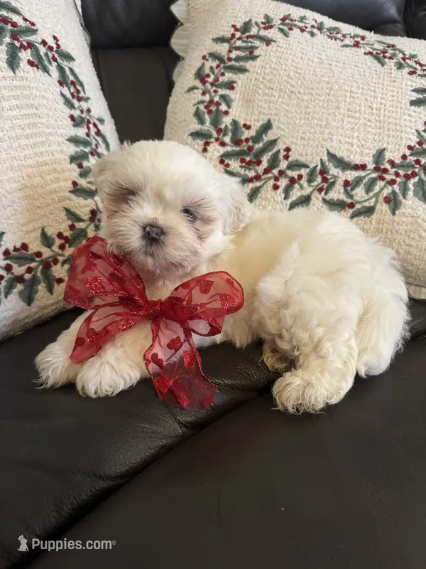 Snowbelle – Shih Tzu puppy on hold in Downey, CA