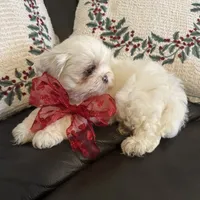 Snowbelle, a female Shih Tzu for sale in Downey, CA – Photo 2 of 7