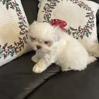 Snowbelle, a female Shih Tzu for sale in Downey, CA – Photo 7 of 7