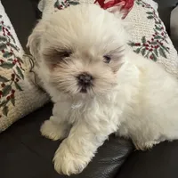 Snowbelle, a female Shih Tzu for sale in Downey, CA – Photo 4 of 7