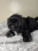 Bruno, a male Shih Tzu for sale in Downey, CA – 6 of 10