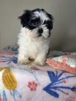 Poppy, a female Shih Tzu for sale in Downey, CA – 6 of 10