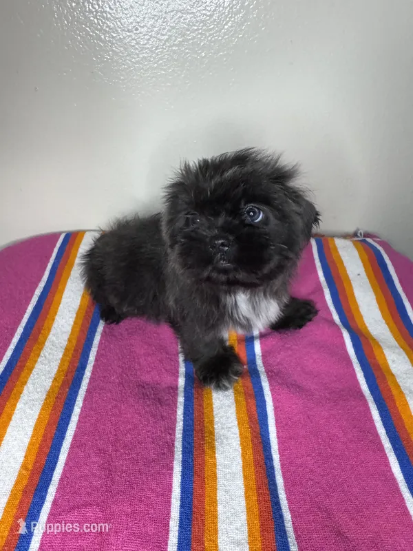 Lucy – Shih Tzu puppy for sale in Downey, CA