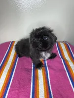 Lucy, a female Shih Tzu for sale in Downey, CA – 1 of 8