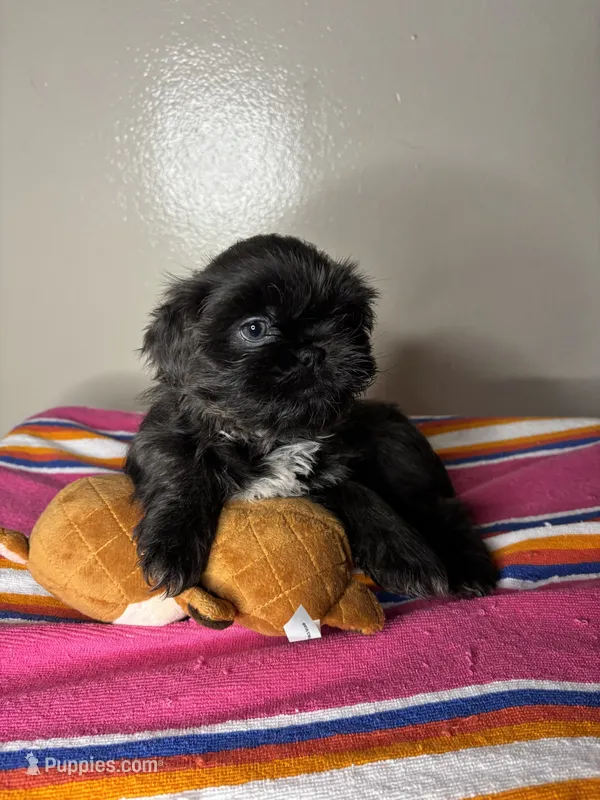Bella – Shih Tzu puppy for sale in Downey, CA