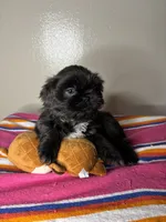 Bella, a female Shih Tzu for sale in Downey, CA – 1 of 10