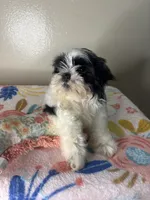 Poppy, a female Shih Tzu for sale in Downey, CA – 5 of 10