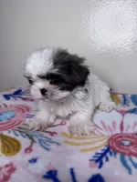 Sally, a female Shih Tzu for sale in Downey, CA – 9 of 9
