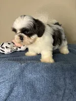 Casper, a male Shih Tzu for sale in Downey, CA – 10 of 10