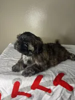 Rocky, a male Shih Tzu for sale in Downey, CA – 4 of 10
