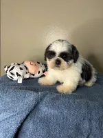 Casper, a male Shih Tzu for sale in Downey, CA – 8 of 10