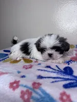 Sally, a female Shih Tzu for sale in Downey, CA – 5 of 9